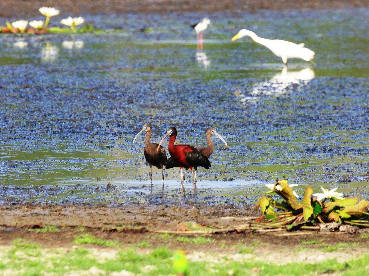 プッタラム The Ibis - Wilpattuヴィラ エクステリア 写真